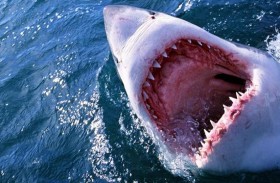 رجل بحالة خطيرة بهجوم قرش