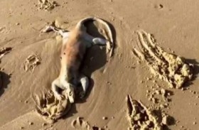 كائن غريب على الشاطئ.. واقعة تحيّر الكثيرين