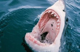 هجوم قرش قاتل في جزر الباهاما