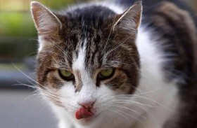 قط  يحتفل بـ10 سنوات على توليه منصبا رسميا