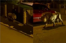 أسد هارب يثير الفوضى في إيطاليا