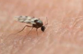 أوروبوش يصيب أكثر من 20 أميركيا.. ولا يوجد لقاح