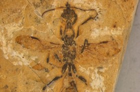 اكتشاف حفرية لأقدم نملة عمرها 113 مليون سنة في البرازيل