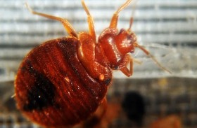 انتبه للدم والرائحة العفنة.. علامات غزو بق الفراش لمنزلك