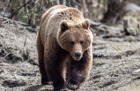 دب يهاجم سائحة نائمة في خيمتها