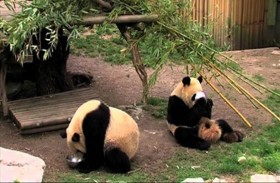 ولادة توأمي باندا في حديقة حيوانات مدريد 