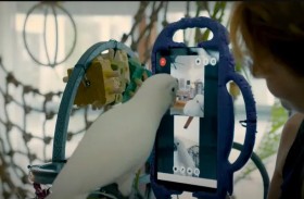 فيديو لببغاء يجري مكالمة فيديو بنجاح 