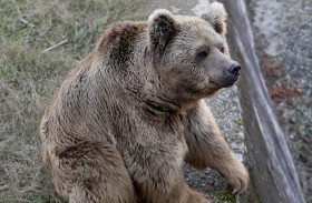 دببة صغيرة تقتحم سيارة وتلهو بداخلها 