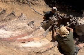 متحجرات ديناصور في حديقة منزل 