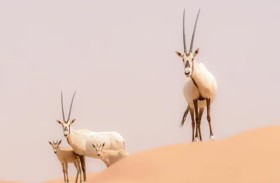 السعودية.. ولادة أول مها عربي مهدد بالانقراض