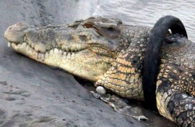 مهمة انتحارية لإنقاذ تمساح