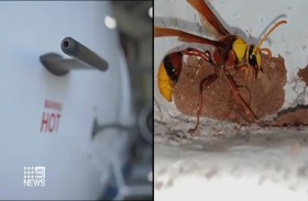 دبابير تلحق الدمار بطائرات في مطار بريسبان الأسترالي