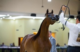 «جيه تاس تروي» يتصدر اليوم الثالث من بطولة الإمارات لمربي الخيل العربية 