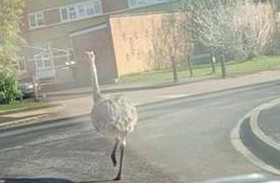 الشرطة تحذر من طيور عملاقة غازية