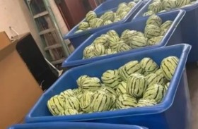 ميثامفيتامين بـ 5 ملايين دولار في شحنة بطيخ