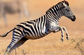 ترويض الحمار الوحشي.. المهمة المستحيلة 