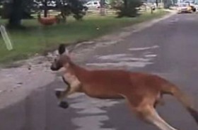 كنغر شارد يتسبب بأزمة مرورية 