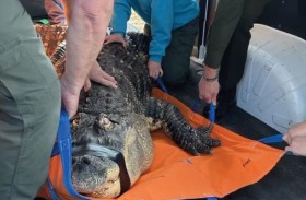 مصادرة تمساح نيويورك المريض