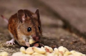 سم فئران يقتل طفلين 