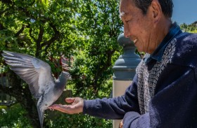 اعتقال سائق تاكسي لأنه «دهس حمامة»