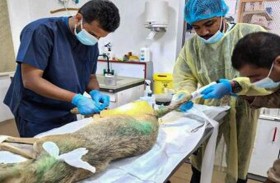 إنقاذ ذئب تعرض لطعن ودهس ورصاص