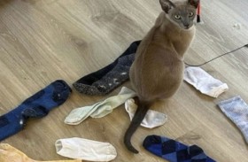 قط لصّ يسرق الملابس الفاخرة فقط