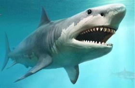 هجوم لسمكة قرش يترك رجلا في عداد المفقودين