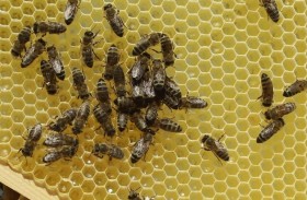 الجدار يقطر عسلا في منزل زوجين