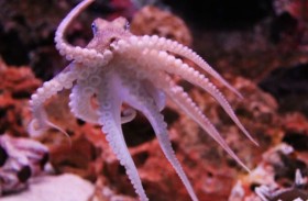 أخطبوط يهاجم طفلاً في حوض أسماك 