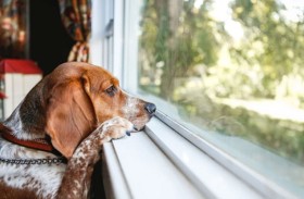 تبنى الكلاب ثم عذبها وقتلها في منزله 