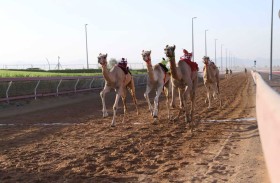 «الشارقة لسباقات الهجن» ينظم منافسات جديدة لسباق سن الفطامين بميدان الذيد