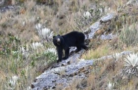 ما قصة فيديو الدب التائه بأرض قاحلة في كولومبيا؟