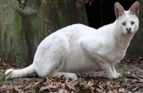 قط يبعث رسالة مقلقة للعالم 