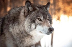 الذئاب تظهر قدرةً على التمييز بين الأصوات البشرية