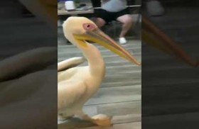 طائر بجع عملاق يقتحم مطعما لبنانيا