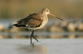 طائر في غينيس لتحليقه طويلاً بلا توقف