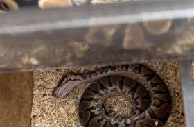 يصطحب ثعبانا إلى المستشفى !