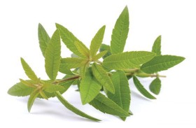   فوائد الملّيسة