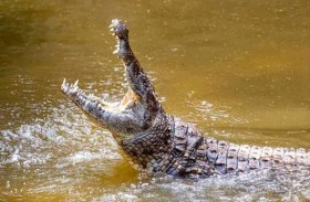 فيديو يوثق افتراس تمساح طفلا 