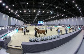 بطولة دبي الدولية للجواد العربي تنطلق الجمعة