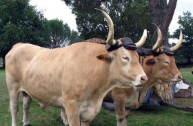 الثيران تولد الكهرباء