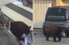 أوريو.. دب بري يسرق يومياً الحلويات 