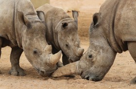 حديقة الحيوانات بالعين تحافظ على وحيد القرن