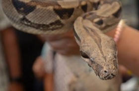 محاولة تهريب 40 ألف أفعى في مطار