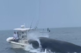 حوت أحدب يقلب قارباً 