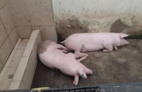 خنازير وديوك وأسلحة في سجن شديد الحراسة