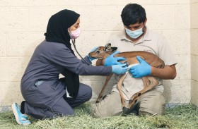 حديقة الحيوان بالعين تحتفي باليوم العالمي للطب البيطري