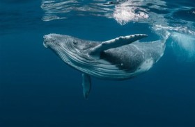 دراسة تكشف سر ضخامة الحيتان