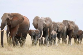 الجفاف يتسبب في أكبر هجرة للأفيال من زيمبابوي 