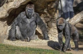 تعافي غوريلات حديقة سان دييجو من كورونا